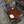 Load image into Gallery viewer, 2012 Epiphone Les Paul Standard Pro - Honeyburst Flametop - w/ Gig Bag