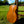 Load image into Gallery viewer, 1957 Harmony Catalina Archtop Acoustic Guitar - Refinished