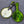 Load image into Gallery viewer, 1922 Gibson MB Mandolin-Banjo - w/OHSC
