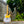 Load image into Gallery viewer, 2022 Fender JV Japan Vintage Modified 50&#39;s Telecaster - MIJ Tele White Blonde
