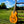 Load image into Gallery viewer, 1957 Harmony Catalina Archtop Acoustic Guitar - Refinished
