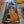 Load image into Gallery viewer, 2026 Gibson Les Paul Studio Session - HoneyBurst - w/Gig Bag
